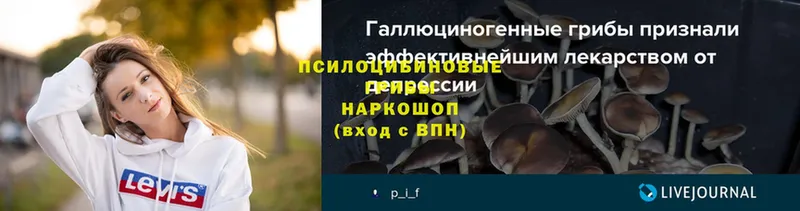 Псилоцибиновые грибы Psilocybe  Алексеевка 